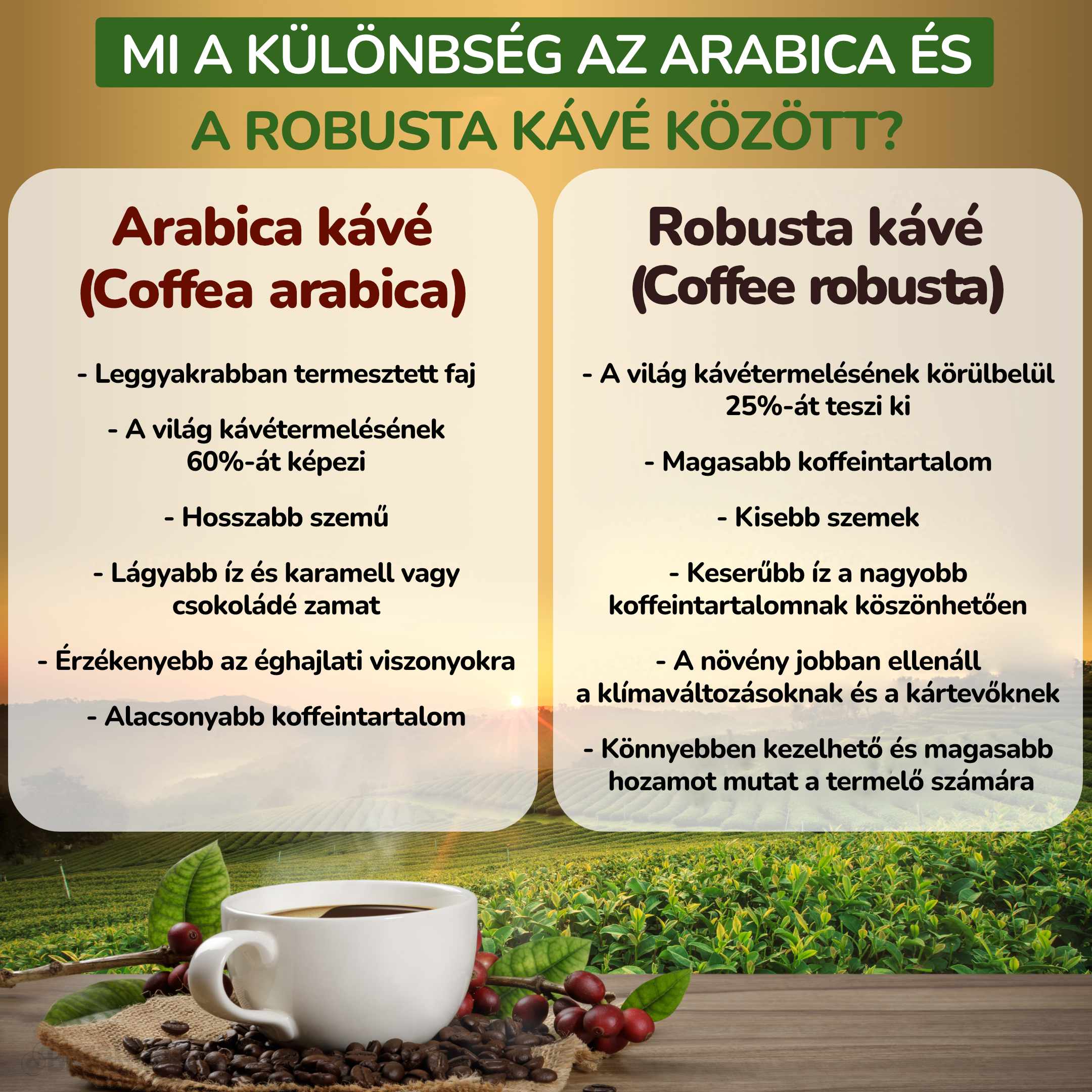 Jaký je rozdíl mezi kávou Arabika a Robusta__infografika2_hu